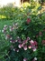 Aquilegia Pink petticoat (50 semillas) en internet
