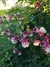 Aquilegia Pink petticoat (50 semillas) - tienda online