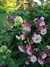 Imagen de Aquilegia Pink petticoat (50 semillas)