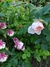 Aquilegia Pink petticoat (50 semillas)