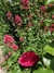 Centranthus ruber "Coccineus" - comprar online