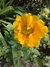 Geum chiloense "Lady Stratheden"