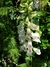 Digitalis purpurea - Junto a las Rosas