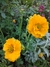 Geum chiloense "Lady Stratheden" - Junto a las Rosas