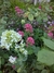 Centranthus ruber "Coccineus" - Junto a las Rosas