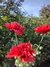 Papaver somniferum mix - tienda online