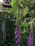Digitalis purpurea - tienda online