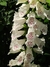 Digitalis purpurea - Junto a las Rosas