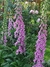 Digitalis purpurea - comprar online