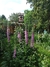 Digitalis purpurea