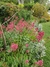 Centranthus ruber "Coccineus"