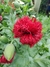 Imagen de Papaver somniferum mix