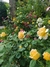 Imagen de Geum chiloense "Lady Stratheden"