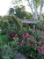 Centranthus ruber "Coccineus" - tienda online