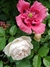 Papaver somniferum mix en internet