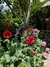 Papaver somniferum mix