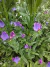 Echium plantagineum - tienda online