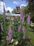 Digitalis purpurea en internet