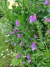 Echium plantagineum - tienda online