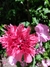 Papaver somniferum mix en internet