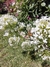Centranthus ruber alba "Nube de nieve" - comprar online