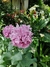Papaver somniferum mix - Junto a las Rosas