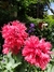 Imagen de Papaver somniferum mix