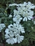 Orlaya grandiflora en internet