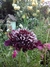Scabiosa Atropurpúrea Black Knight