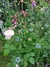 Nigella damascena 'Miss Jekyll' - Junto a las Rosas