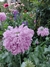 Papaver somniferum mix - tienda online