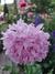 Papaver somniferum mix - tienda online