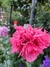 Imagen de Papaver somniferum mix