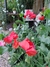 Papaver rhoeas - tienda online