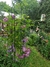 Campanula persicifolia - tienda online