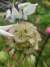 Scabiosa Stellata