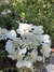 Orlaya grandiflora