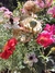 Geum chiloense "Mrs. J. Bradshaw" - comprar online