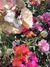 Geum chiloense "Mrs. J. Bradshaw" en internet