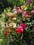 Geum chiloense "Mrs. J. Bradshaw" - Junto a las Rosas