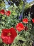Papaver rhoeas