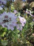 Scabiosa Atropurpúrea 'Oxford Blue' - comprar online