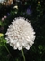 Scabiosa Atropurpúrea Alba