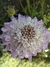 Scabiosa Atropurpúrea 'Oxford Blue' en internet