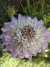 Scabiosa Atropurpúrea 'Oxford Blue' en internet