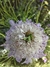 Scabiosa Atropurpúrea 'Oxford Blue' - Junto a las Rosas