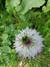 Nigella damascena 'Miss Jekyll' - tienda online