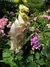Digitalis purpurea - Junto a las Rosas