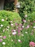 Scabiosa atropurpurea mix (todos los colores) - Junto a las Rosas