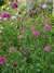 Scabiosa atropurpurea mix (todos los colores) - comprar online